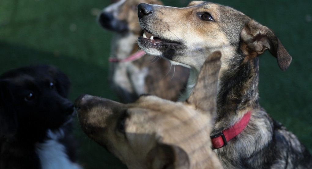 Θεσσαλονίκη: Ταΐστρες για τα αδέσποτα ζώα τοποθέτησε στη Νέα Παραλία ο δήμος Θεσσαλονίκης 