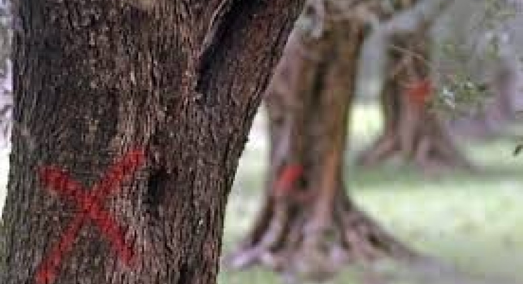 Το καταστροφικό για τις ελιές βακτήριο Xylella fastidiosa μπορεί να προκαλέσει ζημιές δισ. ευρώ και στην Ελλάδα, ανεβάζοντας επίσης την τιμή του λαδιού