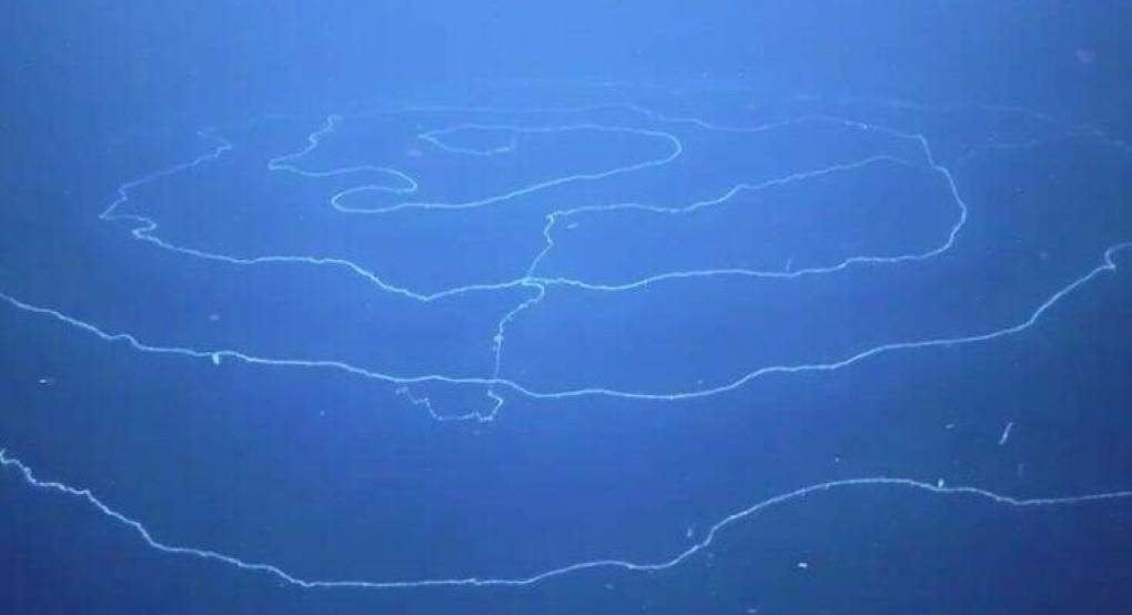 Στα βάθη της θάλασσας ανακαλύφθηκε το μακρύτερο πλάσμα στη Γη-Έχει μήκος άνω των 120 μέτρων