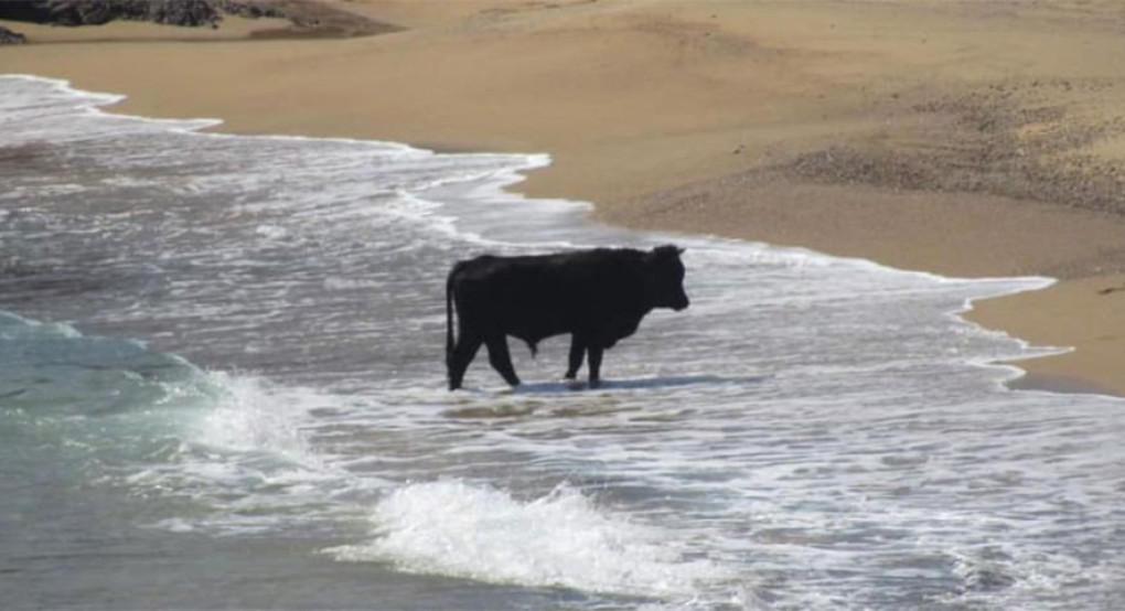 Ο κορωνοϊός φανέρωσε την άλλη πλευρά της Μυκόνου -Τι άλλαξε στο νησί των ανέμων
