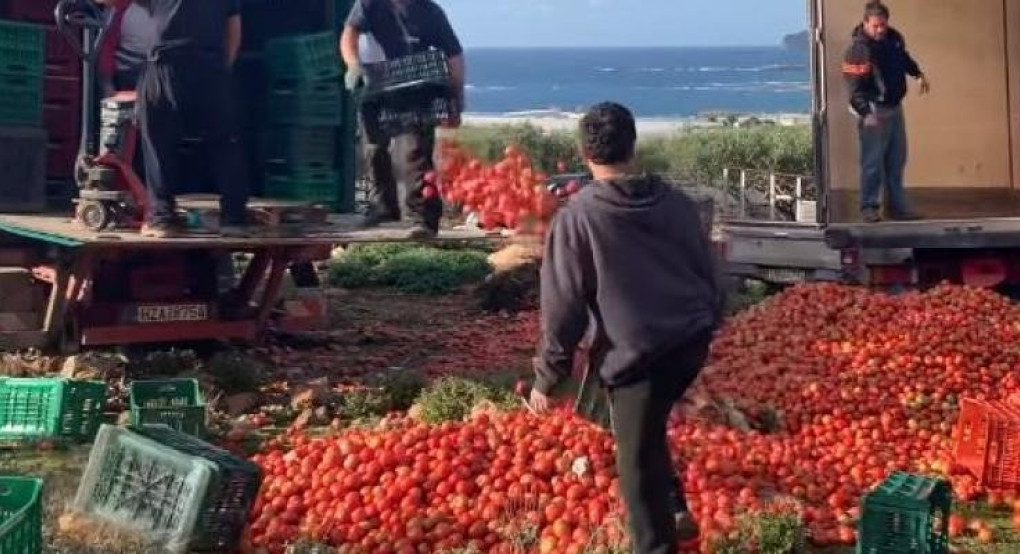 Παραγωγοί σε απόγνωση - 50 τόνοι ντομάτας στα σκουπίδια καθημερινά