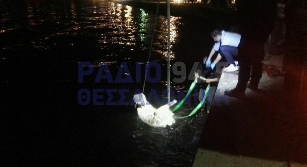 Ανασύρθηκε πτώμα αγελάδας από τη θαλάσσια περιοχή κοντά στον Λευκό Πύργο 