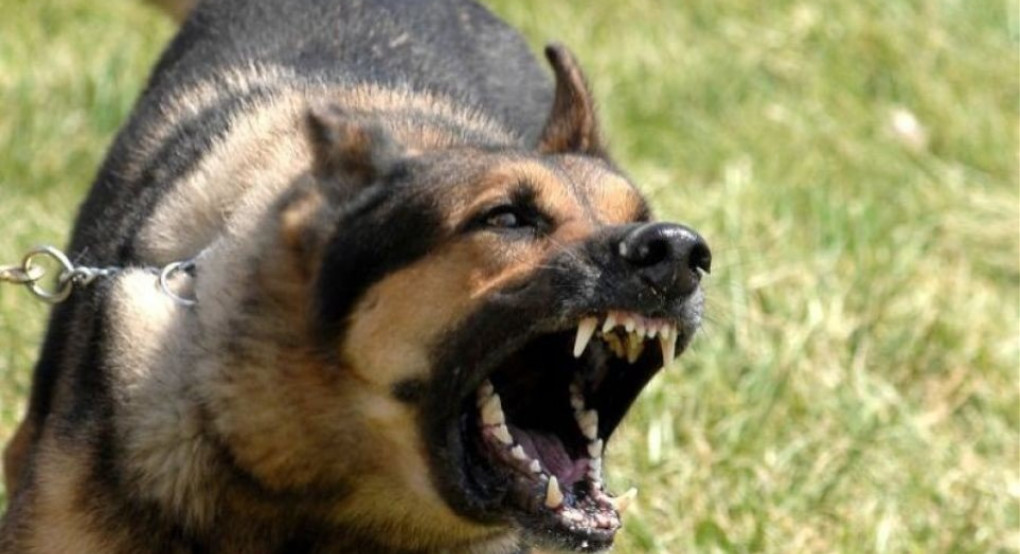 Γιαννιτσά: Σκύλος επιτέθηκε σε 10χρονο αγοράκι