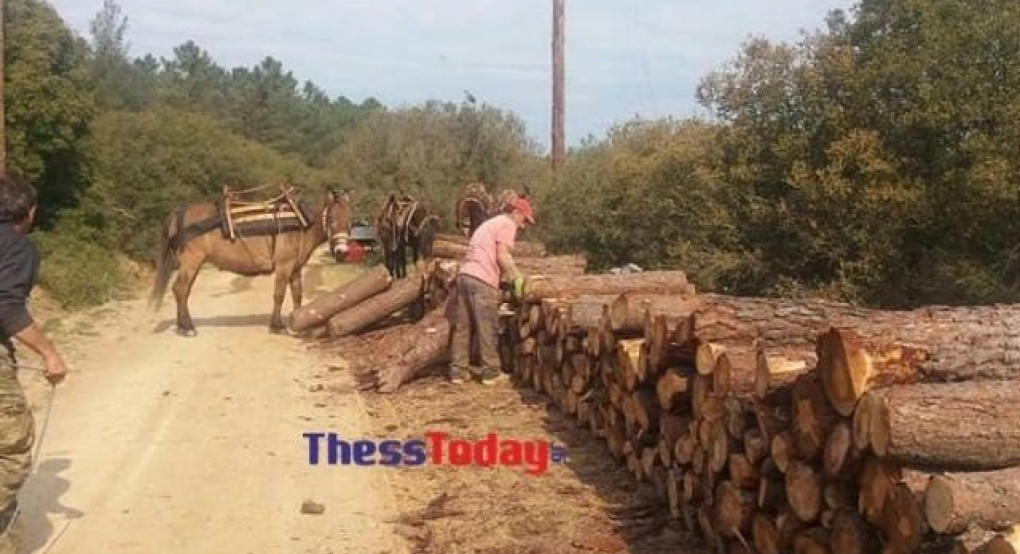 Ωραιόκαστρο: Μουλάρια μεταφέρουν ξυλεία από την υλοτόμηση για το φλοιοφάγο έντομο