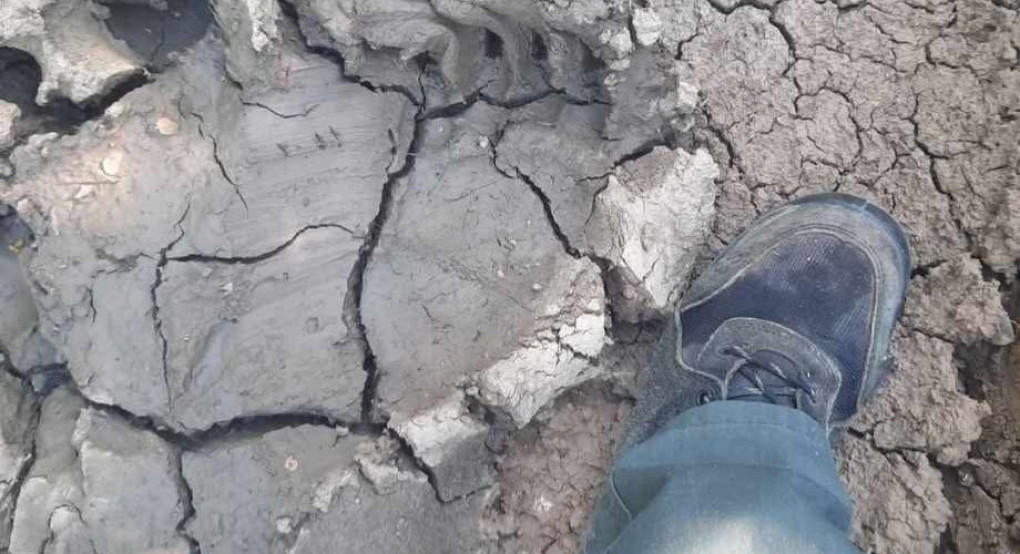 Εμφάνιση αρκούδας στα χωράφια με κεράσια στο Θεοδωράκι Αλμωπίας