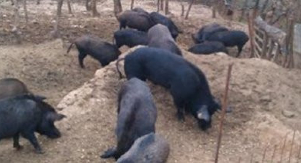 Έως 12 Ιουνίου παραστατικά για τη δράση διατήρησης απειλούμενων αυτόχθονων φυλών αγροτικών ζώων