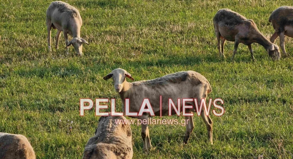 ΥΠΑΑΤ - Μια νέα ημέρα για την ελληνική κτηνοτροφία: Άνοιξε η ψηφιακή πλατφόρμα για τους ηλεκτρονικούς βώλους στα αιγοπρόβατα