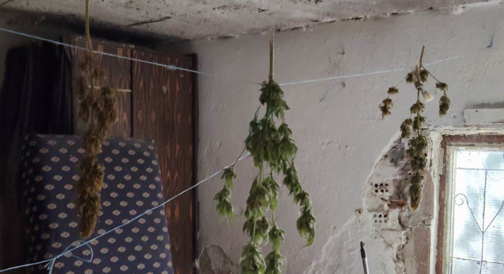 Συνελήφθη ένα άτομο στην Ημαθία για καλλιέργεια δενδρυλλίων κάνναβης