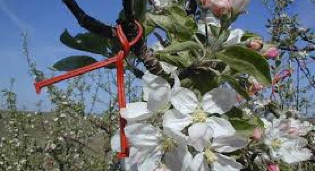 Ενημέρωση για τις πληρωμές ενστάσεων για αυτόχθονες φυλές, βιολογικά, κομφούζιο και νιτρορύπανση 2024-2025