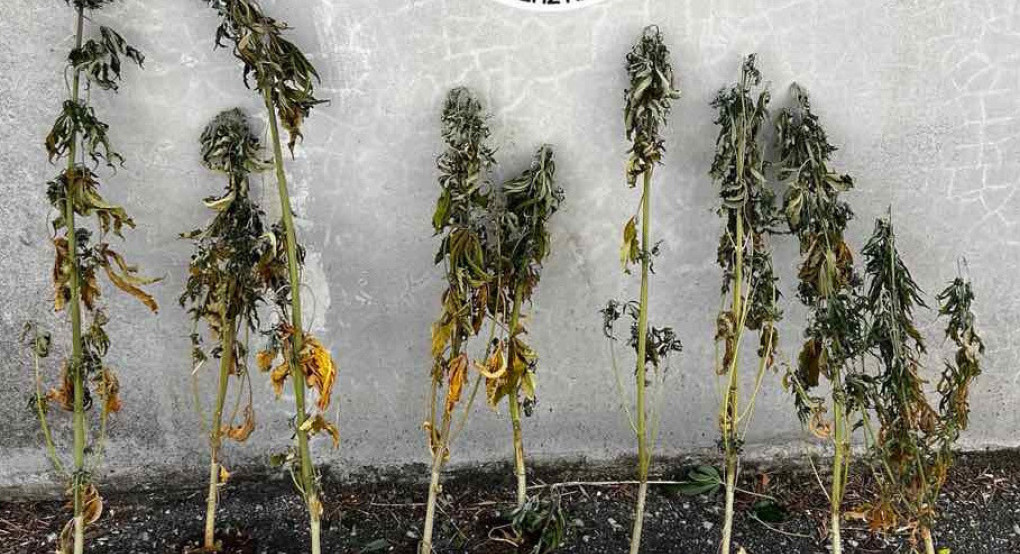 Θεσσαλονίκη: Κατασχέθηκαν 26 δίμετρα δενδρύλλια