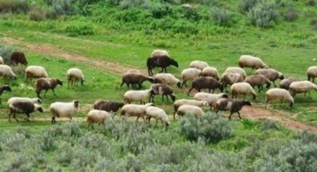 Αθ. Καββαδάς για τη Λέσβο: Αποκαταστάθηκαν 9 χώροι υγειονομικής ταφής και ενισχύονται τα μέτρα βιοασφάλειας στο νησί