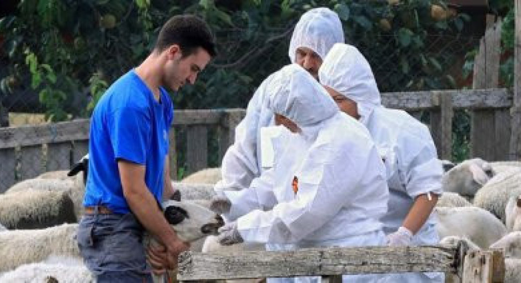 Ανησυχία στον κτηνοτροφικό κόσμο της Λέσβος από νέα κρούσματα αφθώδους πυρετού