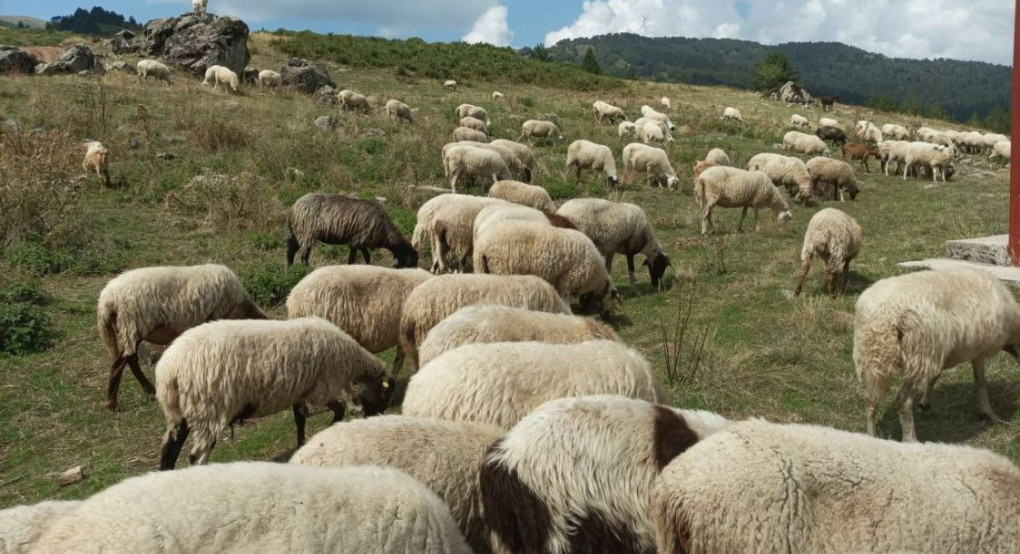 ΠΕ Πέλλας -«Προστασία, διατήρηση και βελτίωση των γενετικών πόρων στην κτηνοτροφία» του Στρατηγικού Σχεδίου Κοινής Αγροτικής Πολιτικής (ΣΣ ΚΑΠ) 2023-2027