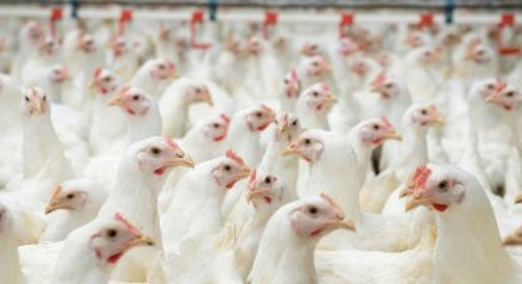 Διευκρινίσεις ΑΑΔΕ για την καταβολή ΦΠΑ επενδύσεων των κτηνοτροφικών ή των πτηνοτροφικών επιχειρήσεων