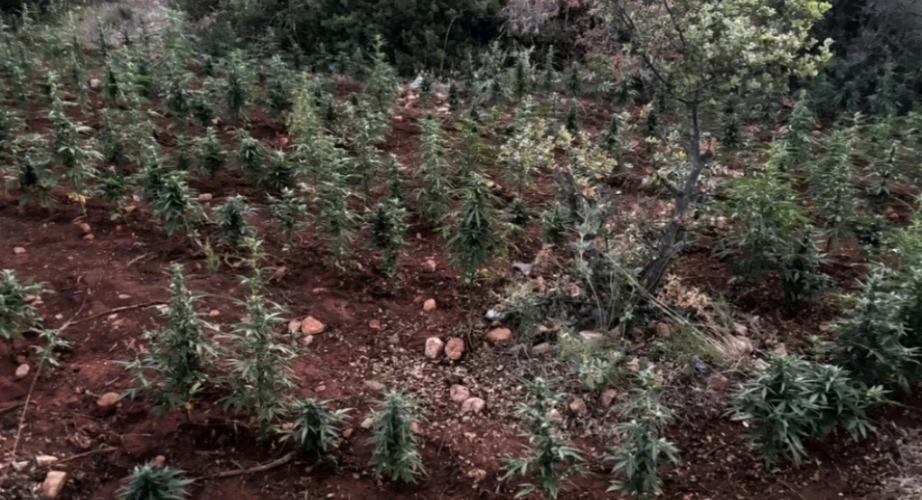 Φυτεία με πάνω από 1.500 δενδρύλλια κάνναβης στη Βοιωτία – Συνελήφθησαν 8 άτομα