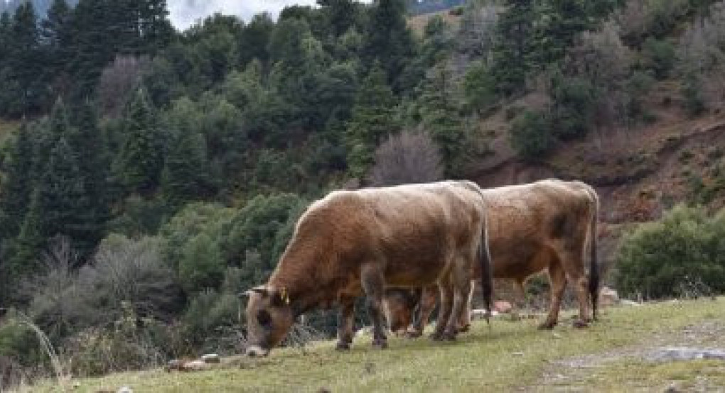 Έως τις 10 Αυγούστου αιτήσεις για προστασία, διατήρηση και βελτίωση των γενετικών πόρων στην κτηνοτροφία