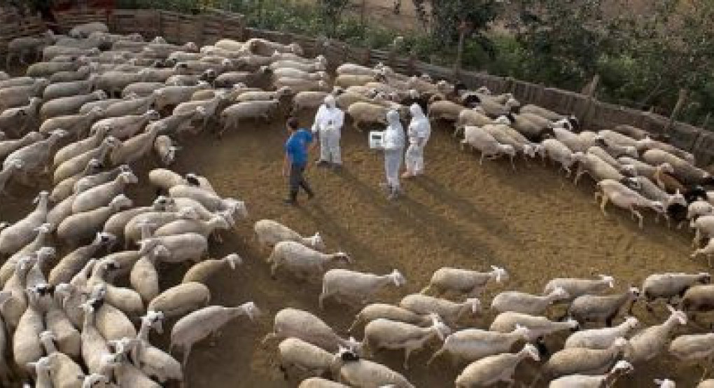 Αναγκαία η αλλαγή του πλαισίου αντιμετώπισης των ζωονόσων για τη βιωσιμότητα της κτηνοτροφίας