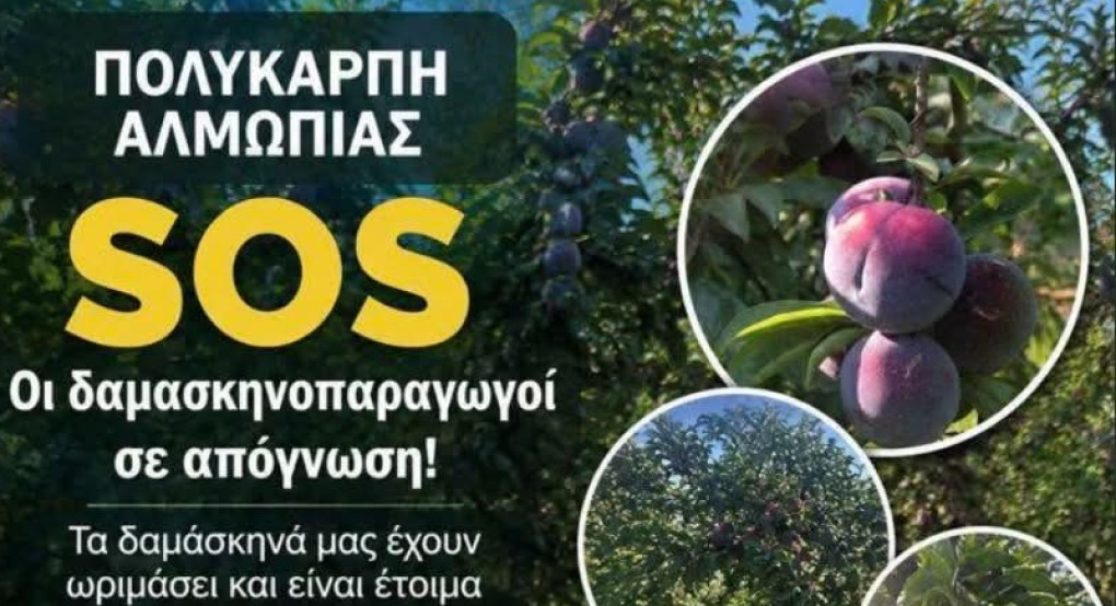 SOS από την Πολυκάρπη Αλμωπίας: Στα δέντρα και στο έδαφος σαπίζουν τα δαμάσκηνα – Σε απόγνωση οι παραγωγοί