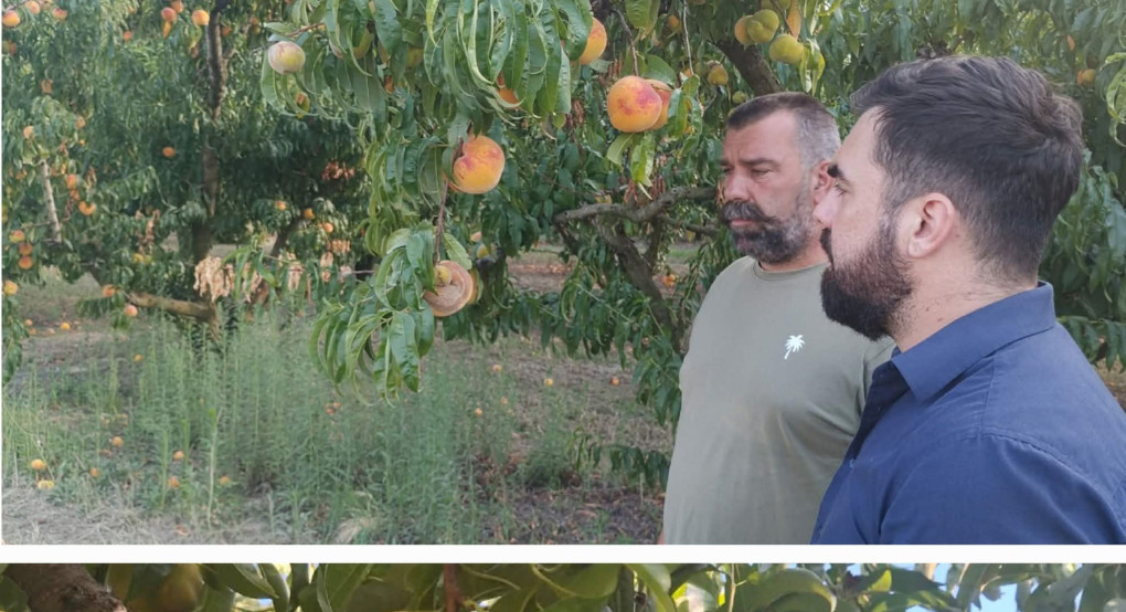 Δήμος Κυριλίδης:Παρέμβαση για τους παραμορφωμένους καρπούς στα ροδάκινα και τη στήριξη των παραγωγών της Πέλλας.