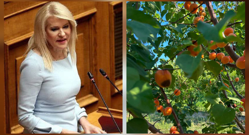 Θεοδώρα Τζάκρη: Άμεση στήριξη στους πληγέντες βερικοπαραγωγούς της Πέλλας