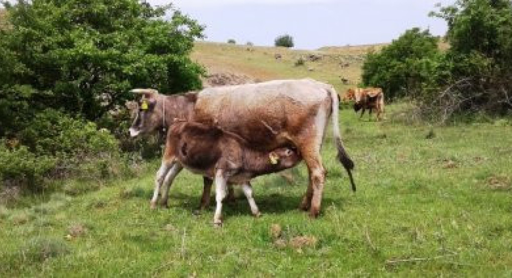Εγκρίθηκαν 73 εκατ. € για αποζημιώσεις και δαπάνες κτηνιατρικών μέτρων εξυγίανσης ζωικού κεφαλαίου