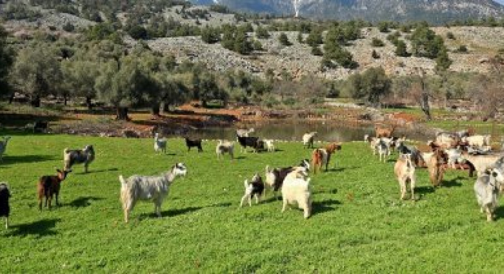 Αλλαγές στην αιρεσιμότητα για βοσκοτόπους, αμειψισπορά και ελέγχους υπολειμμάτων φυτοπροστατυτικών