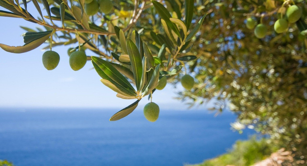 Χαλκιδική: Έως και 50% μειωμένη η παραγωγή της χονδροελιάς – Τα δύο “αγκάθια” της φετινής παραγωγής