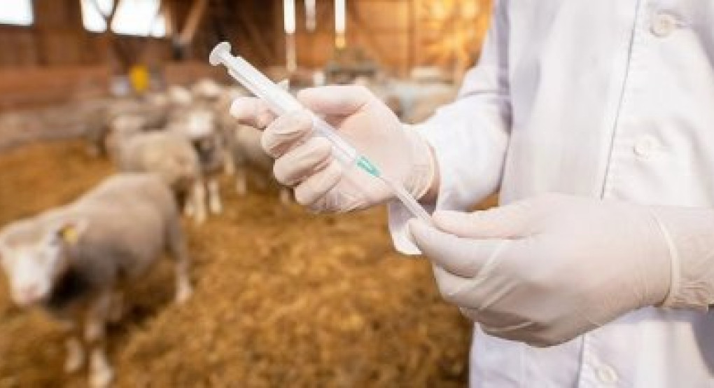 Οδηγίες προς Περιφέρειες για τα στοιχεία αποζημίωσης κτηνοτρόφων λόγω ευλογιάς, πανώλης και αφθώδη πυρετού