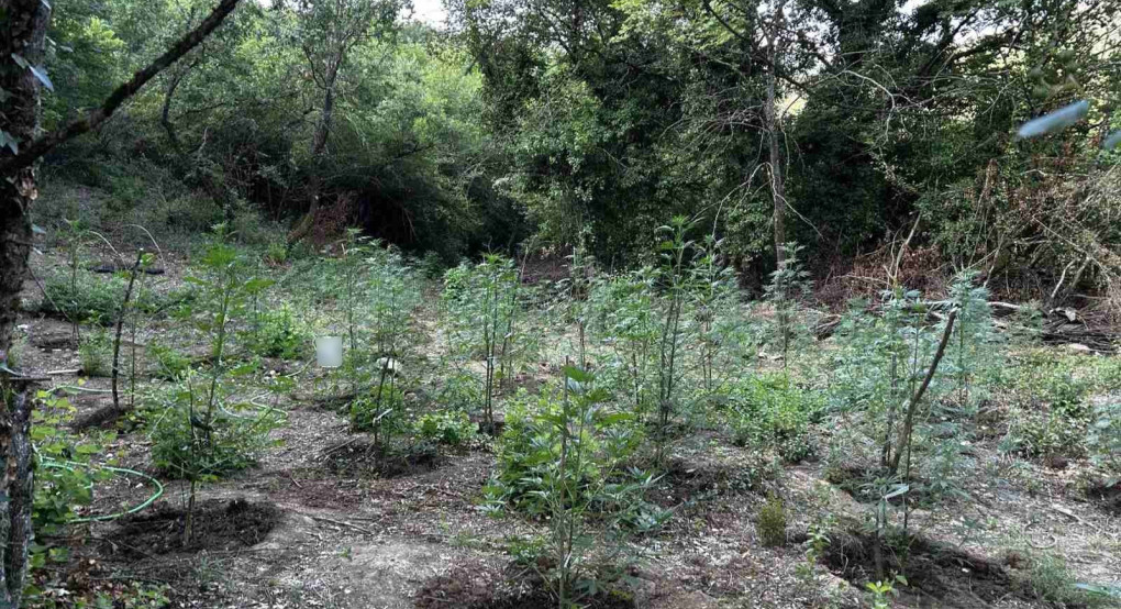 Εντοπίστηκε φυτεία με περισσότερα από 2.000 δενδρύλλια κάνναβης σε δύσβατη δασική περιοχή στην Φθιώτιδα
