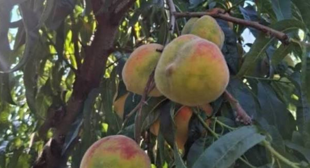 Περιφερειακή Ενότητα Πέλλας-«Οδηγία Αυγούστου για την αντιμετώπιση του ακάρεως του γένους Eriophyes στα ροδάκινα και νεκταρίνια»