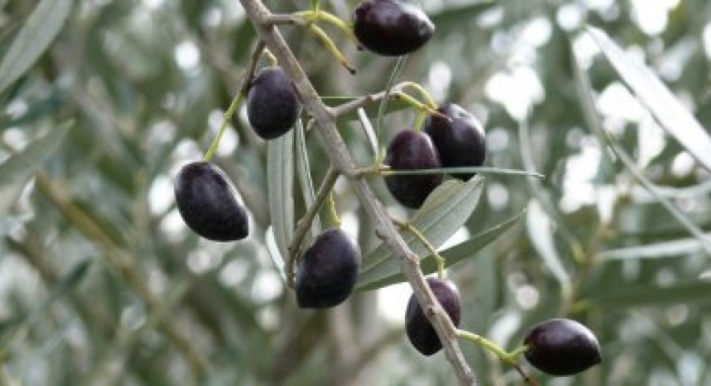 Ενώνουν δυνάμεις Ισπανία – Ιταλία - Ελλάδα για την προστασία της ελιάς από εμπορικούς πολέμους