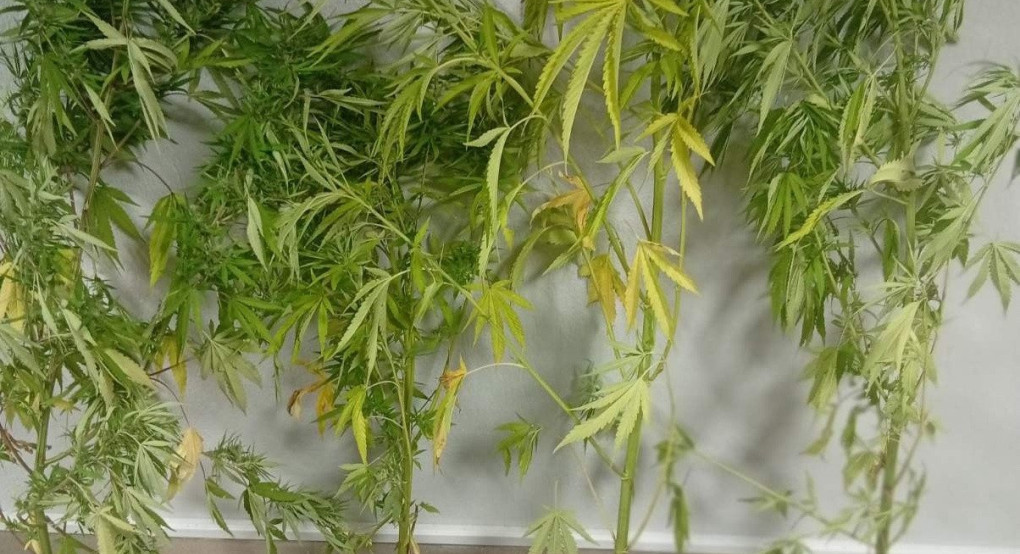 Συλλήψεις για καλλιέργεια δενδρυλλίων κάνναβης σε Ημαθία και Πέλλα