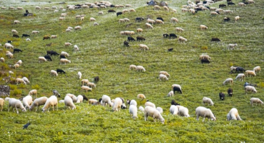 ΝΙΚΗ: Η μείωση κατά 20% του ζωικού κεφαλαίου της χώρας συνιστά εθνική απειλή