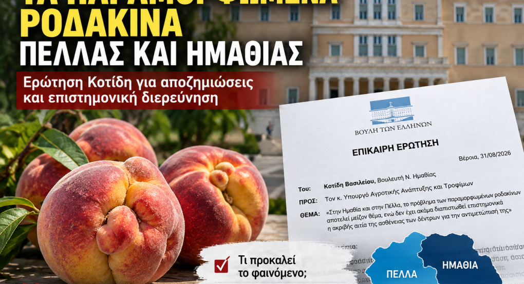 Στη Βουλή τα παραμορφωμένα ροδάκινα σε Πέλλα και Ημαθία – Ερώτηση Κοτίδη για αποζημιώσεις και επιστημονική διερεύνηση