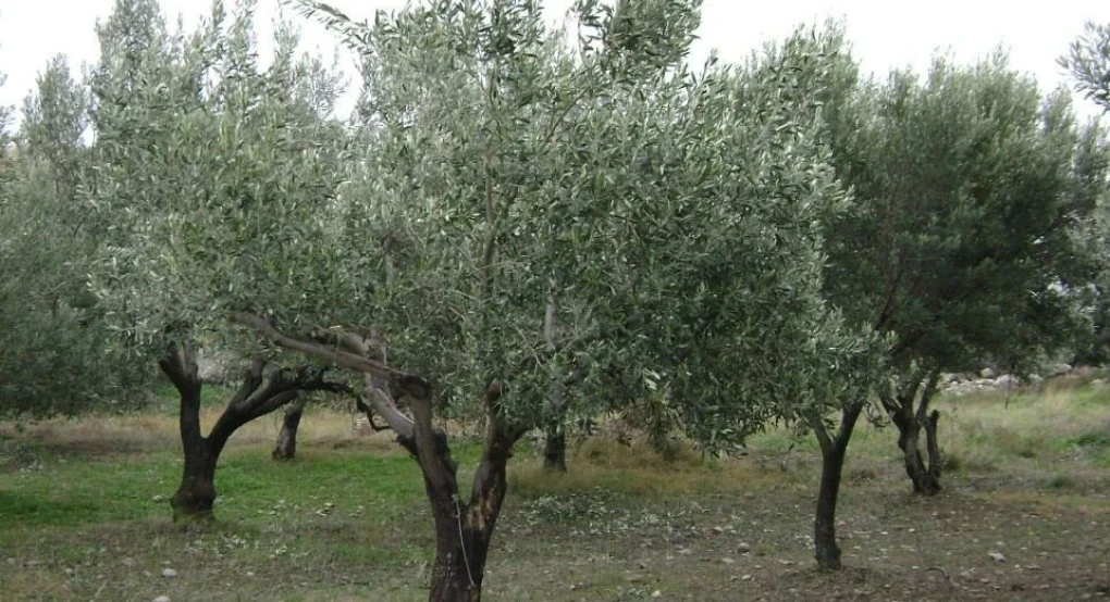 Πωλείται χωράφι έξω από τα Σεβαστειανά