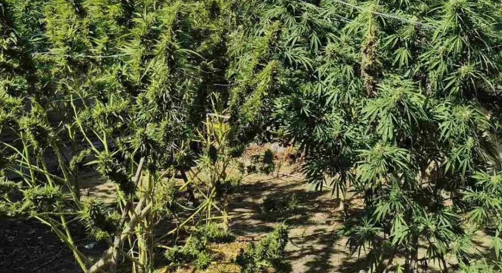 Ημαθία: Δασάκι... κάνναβης είχε φτιάξει στην αυλή του 67χρονος - Βρέθηκαν έξι τρίμετρα δενδρύλλια