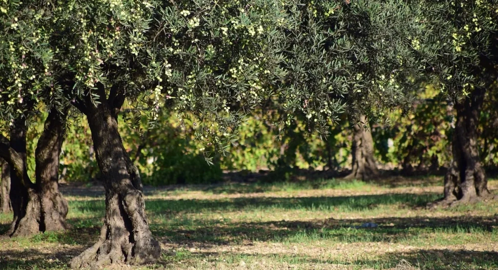 Αγανακτισμένοι οι παραγωγοί ελιάς με τις χαμηλές τιμές, στο Παγγαίο σταμάτησαν τη συγκομιδή