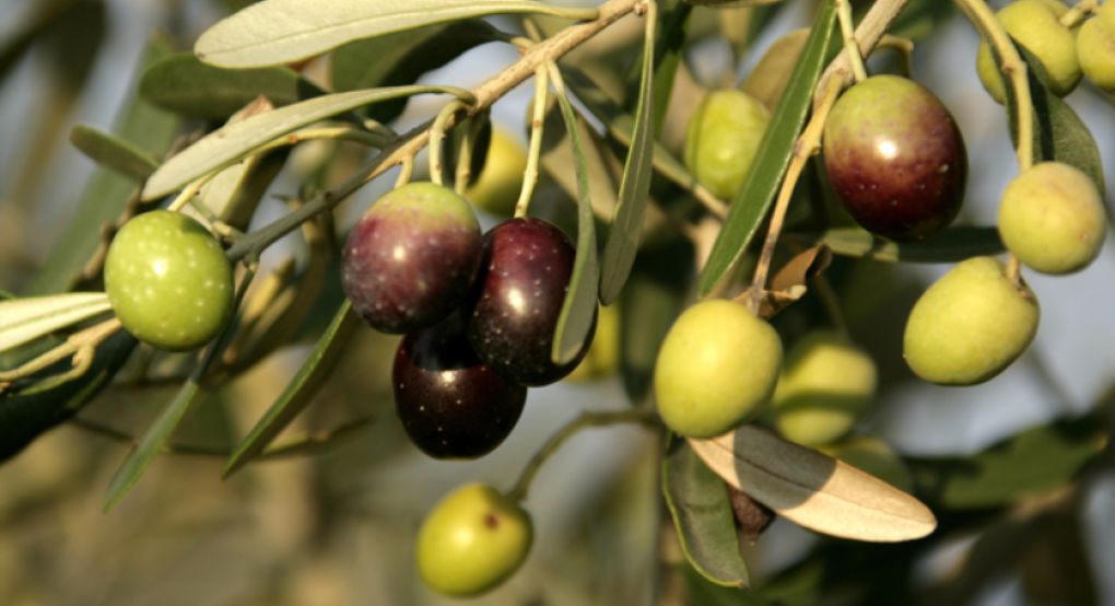 Ανακοίνωση από τη Διεύθυνση Αγροτικής Οικονομίας και Αλιείας της ΠΚΜ για παράταση εφαρμογής της υποχρεωτικής δήλωσης συγκομιδής ελαιοκάρπου έως την 1η Οκτωβρίου 2027