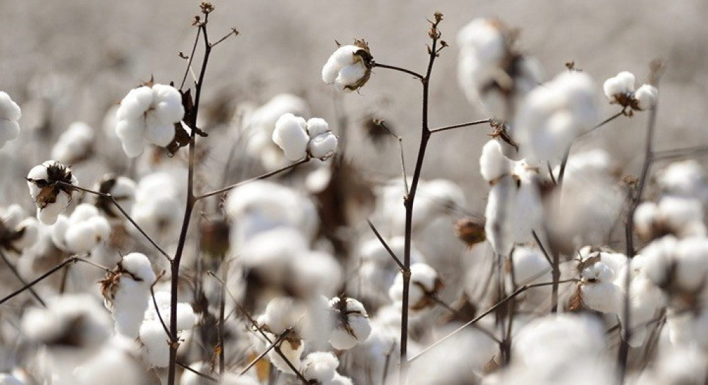 Παγκόσμια Ημέρα Βαμβακιού: Η ευρωπαϊκή πρωτιά της Ελλάδας περνά και από τα βαμβακοχώραφα της Πέλλας
