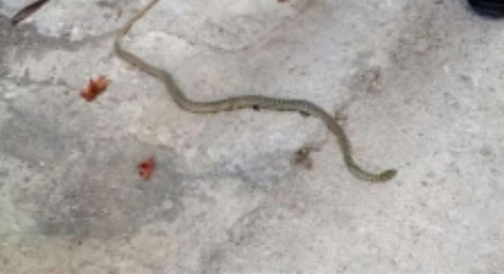 Σκότωσε φίδι στην αυλή του και πέθανε