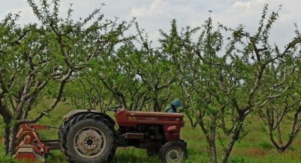 Τι γίνεται ρε παιδιά;-Έξω τα όψιμα και τα συμπύρηνα από τις αποζημιώσεις! 