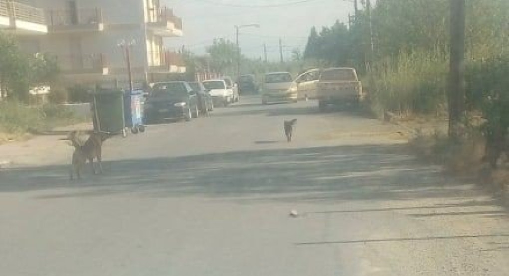 Σκύδρα: επικίνδυνα σκυλιά στην περιοχή Κολωνάκι, επιτίθενται στους περαστικούς