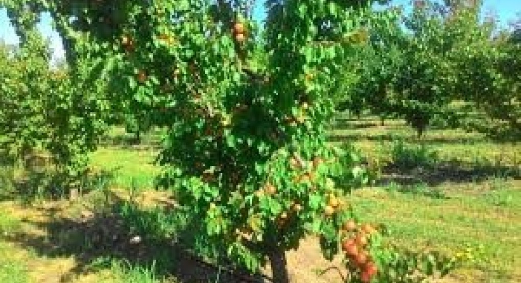 Προβλέψεις για παραγωγή βερίκοκων σε Ελλάδα, Ισπανία, Ιταλία, Γαλλία