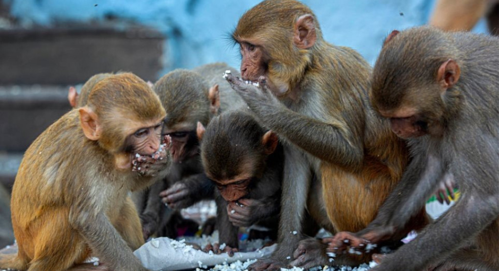 Κορωνοϊός - Κίνα: Ελπίδα από εμβόλιο που προστάτευσε μαϊμούδες
