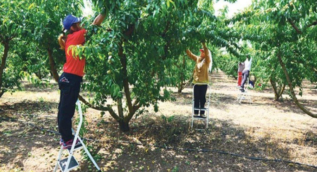 Οι διαδικασίες για τους εργάτες γης 