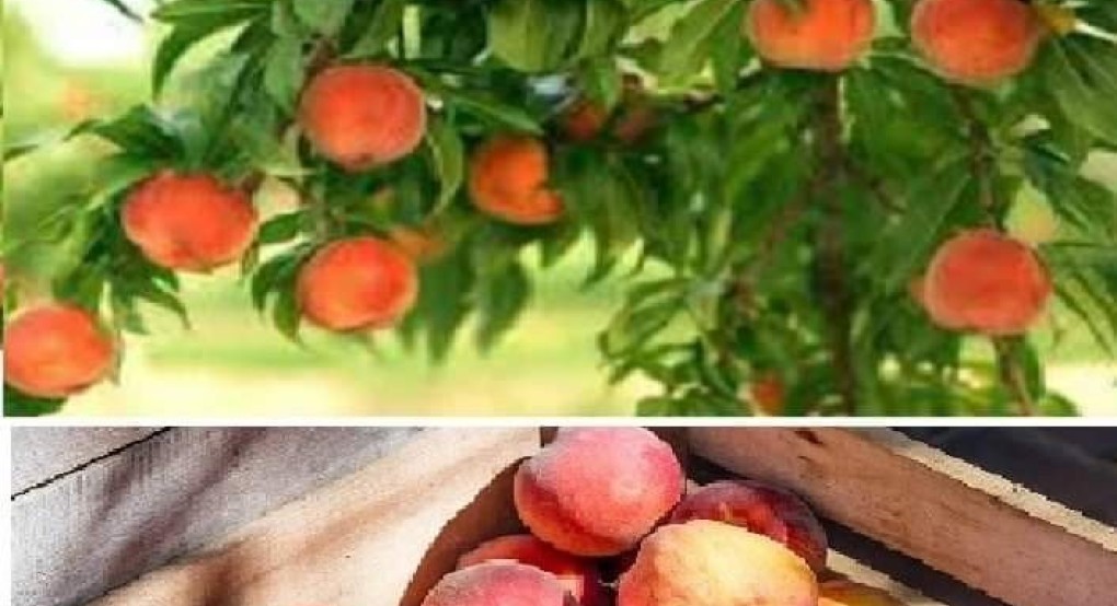 Συνεταιρισμοι ζητούν άτομα για εργασία