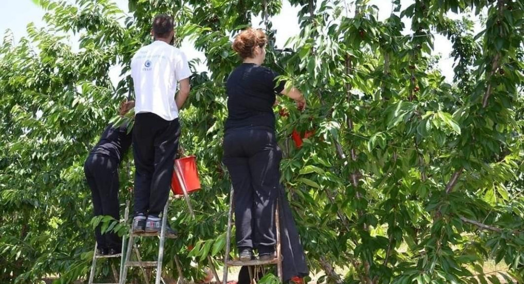Στο πλευρό των αγροτών ο Δημήτρης Γιάννου: επιστολή για τους εργάτες γης 