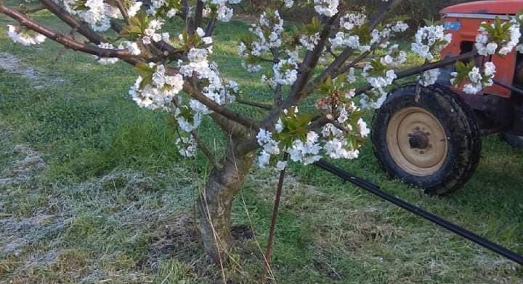 Πάγωσαν οι κερασιές στους Νομούς Πέλλας και Ημαθίας από τον παγετό της Μ. Πέμπτης 16ης  Απριλίου 2020