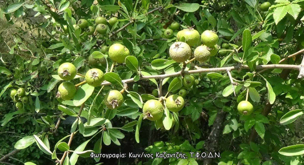 Η Γκορτσιά ή Απιδέα η αμυγδαλόμορφος (Pyrus amygdaliformis Vill.)