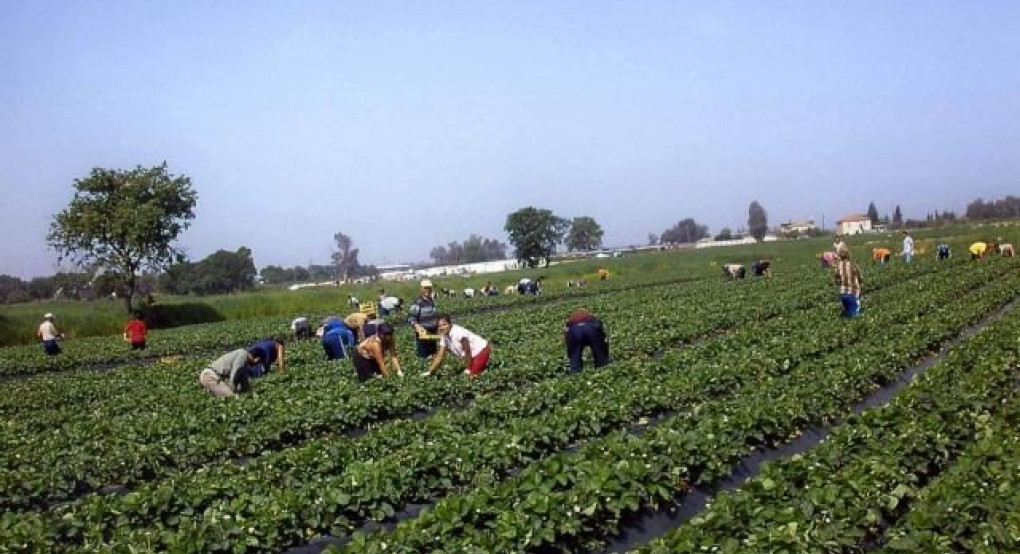 ΣΟΚ με τους εργάτες γης! - Κενά στην ΠΝΠ που οδηγεί τους εργοδότες στον ΕΦΚΑ!